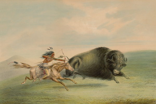 CatliBuffalo_1000.jpg